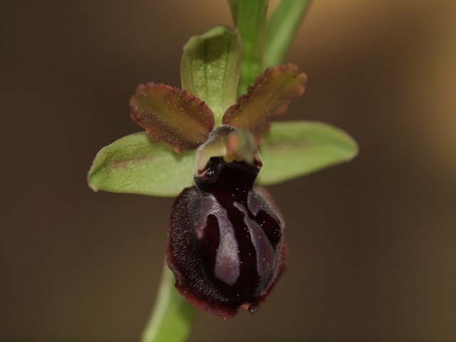 orchidee dal tarantino